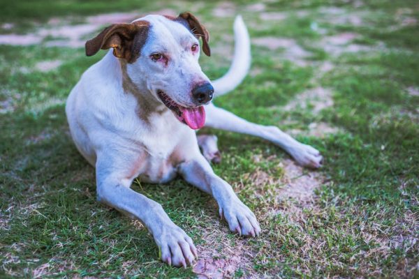 Pet To Nature Express的善終流程是什麼，如何讓愛寵回歸自然