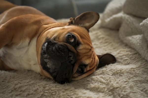 可煮食服務式住宅月租好處多，THE V讓體驗感變好