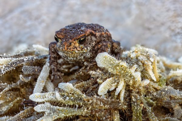 皮革銀包的專業分析與市場洞察